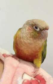 Lost Conure