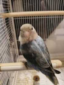 Lost Lovebird