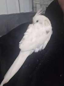 Lost Cockatiel