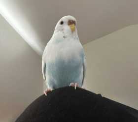 Lost Parakeet