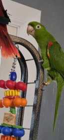 Lost Conure