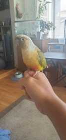 Lost Conure