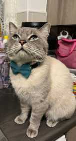 Lost Cat