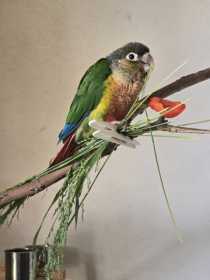Lost Conure
