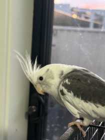 Lost Cockatiel