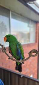 Lost Eclectus