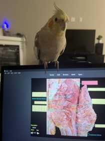 Lost Cockatiel