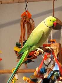 Lost Indian Ringneck Parakeet