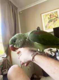 Lost Alexandrine