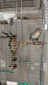 Lost Lovebird