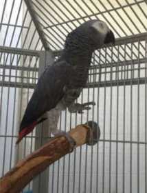 Lost African Grey