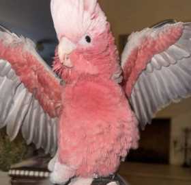 Lost Galah Cockatoo