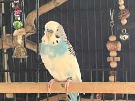 Lost Budgerigar