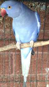 Lost Indian Ringneck Parakeet