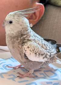Lost Cockatiel