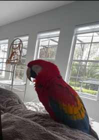 Lost Macaw
