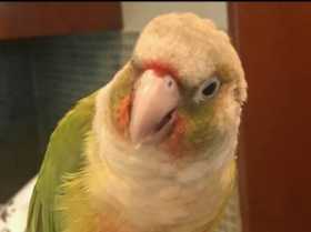 Lost Conure