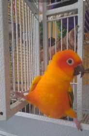 Lost Conure
