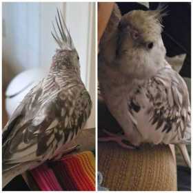 Lost Cockatiel