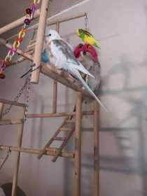 Lost Cockatiel