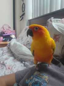 Lost Conure