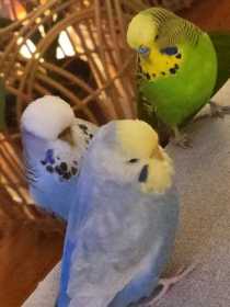 Lost Budgerigar