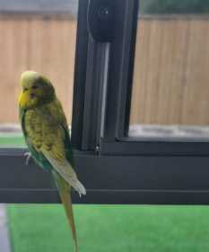 Lost Budgerigar
