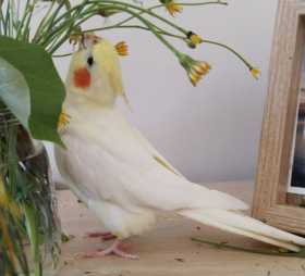 Lost Cockatiel
