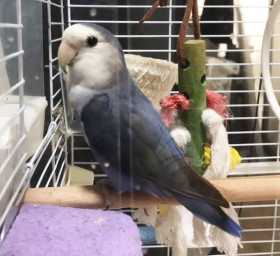 Lost Lovebird