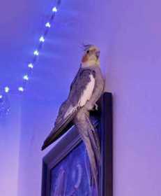 Lost Cockatiel