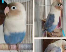 Lost Lovebird