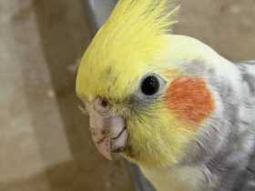 Lost Cockatiel