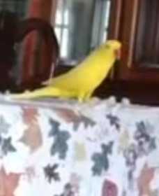Lost Indian Ringneck Parakeet