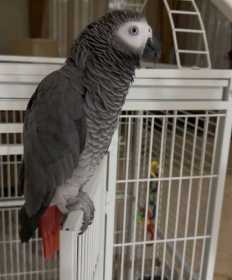 Lost African Grey