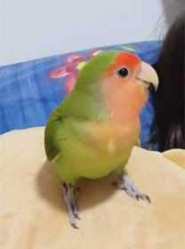 Lost Lovebird