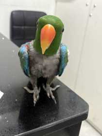 Lost Eclectus