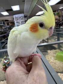 Lost Cockatiel