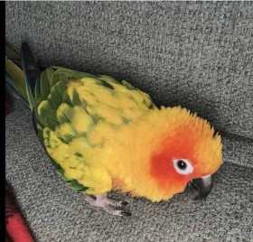 Lost Conure