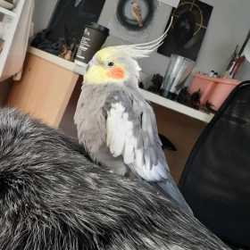 Lost Cockatiel
