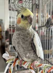 Lost Cockatiel