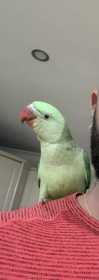 Lost Alexandrine