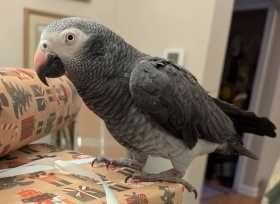 Lost African Grey