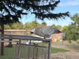 Lost African Grey