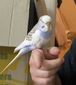 Lost Budgerigar