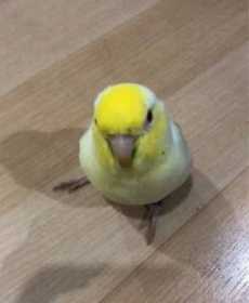 Lost Parrotlet