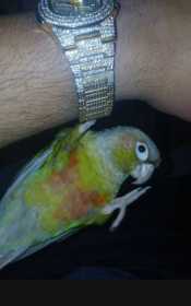 Lost Conure
