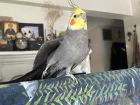 Lost Cockatiel