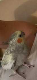 Lost Cockatiel