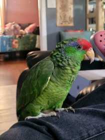 Lost Red Crowned Amazon