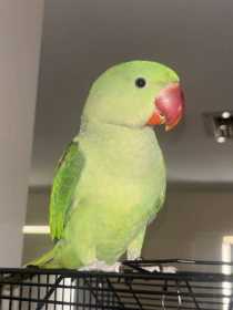 Lost Alexandrine